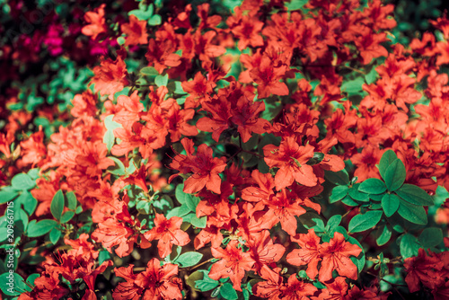 Fototapeta Naklejka Na Ścianę i Meble -  Red azalea bush in the garden