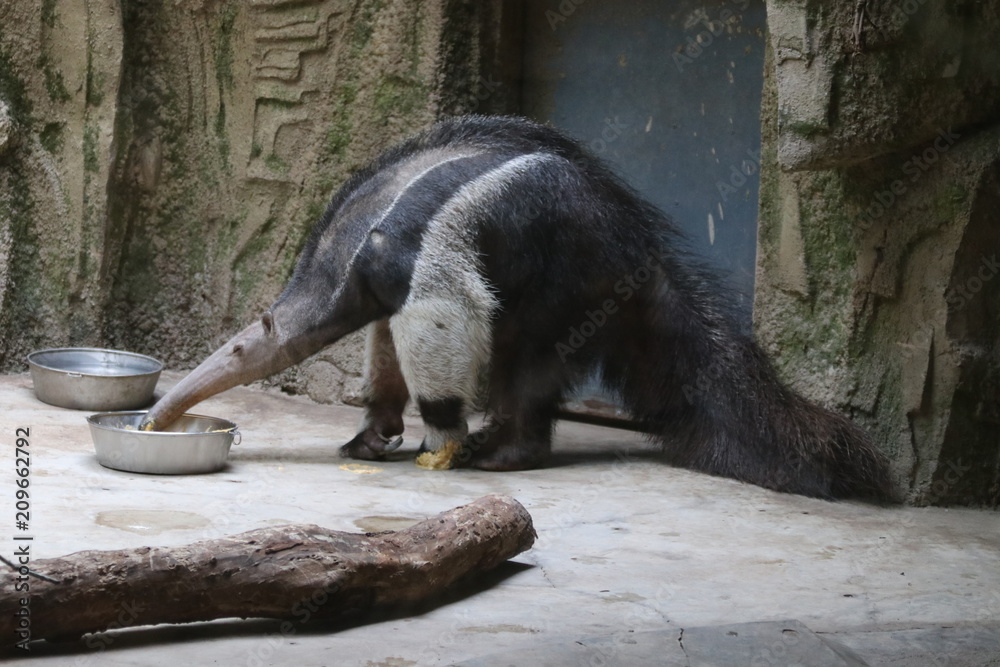 Obraz premium Close up Ant-Eater