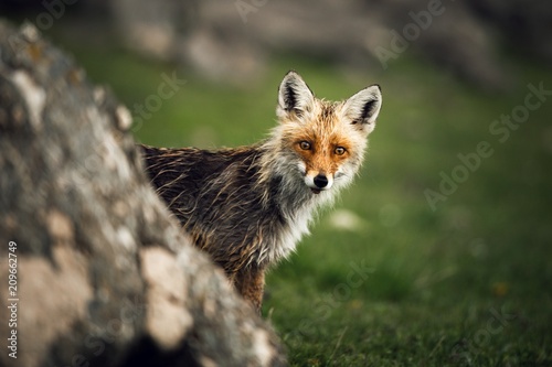 Red fox portrait in a rainy...