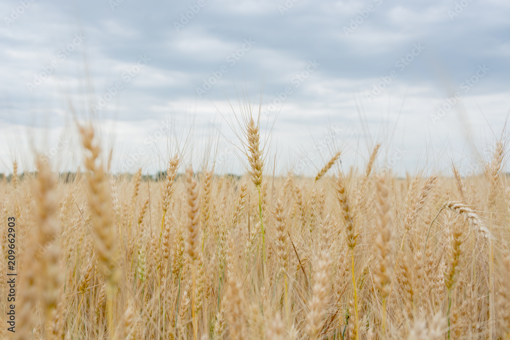 Fototapeta premium Field of ripening grain, barley, rye or wheat in the summer against the cloudy sky. Agriculture.Ukraine