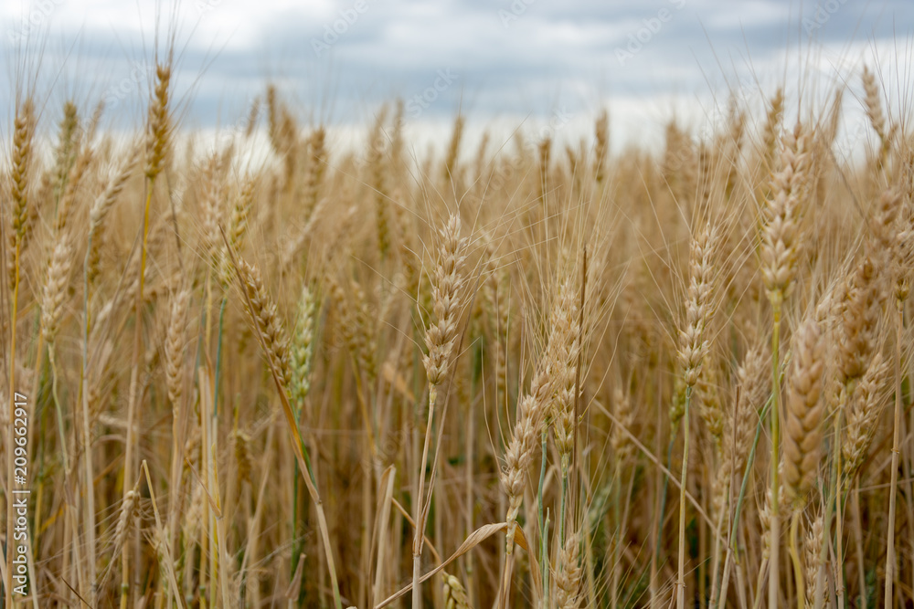 Field of ripening grain, barley, rye or wheat in the summer against the cloudy sky. Agriculture.Ukraine Field of ripening grain, barley, rye or wheat in the summer against the cloudy sky. Agriculture.Ukraine