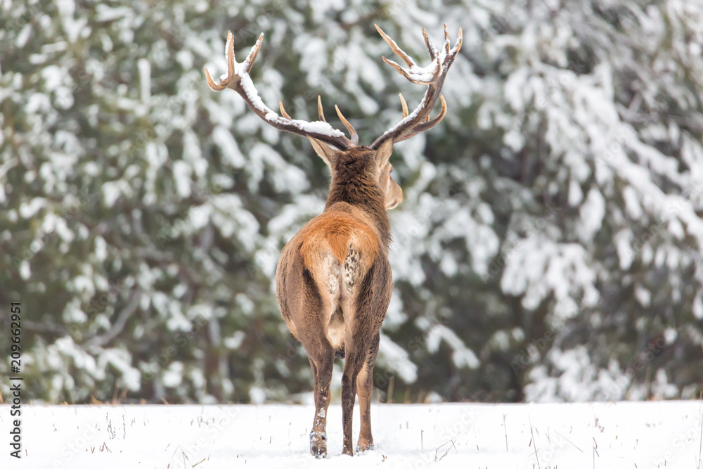 Naklejka premium Winter wildlife landscape. Noble deer Cervus Elaphus. Back of deer in winter forest. Deer with large horns with snow