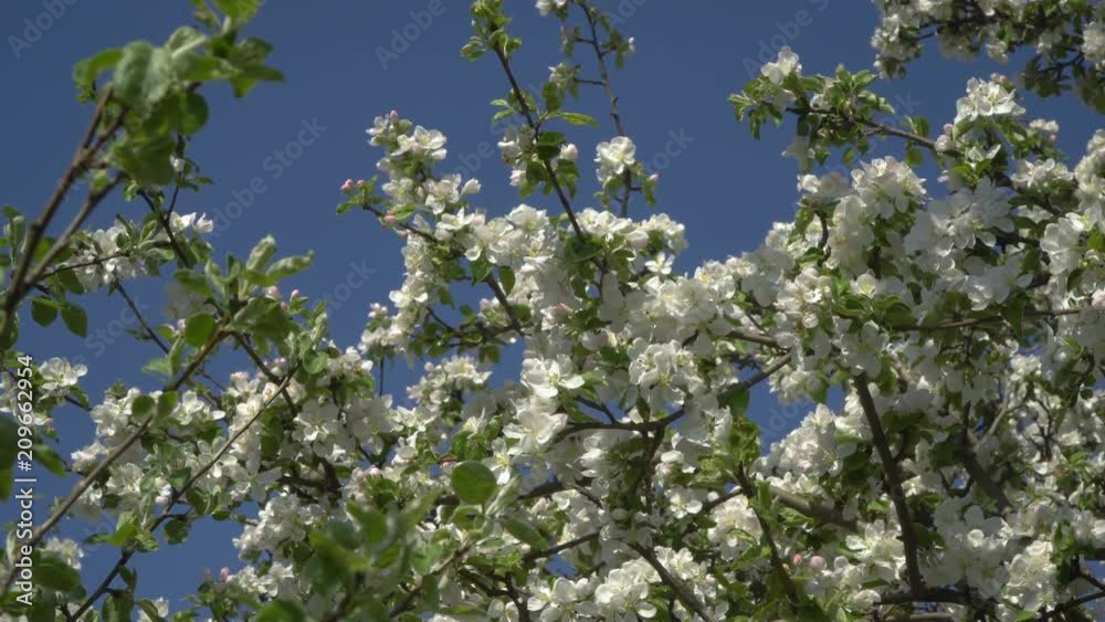 Spring. A blossoming tree against a blue sky. 4K Spring. A blossoming tree against a blue sky. 4K