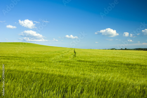 Yellow barley growing on a hill
