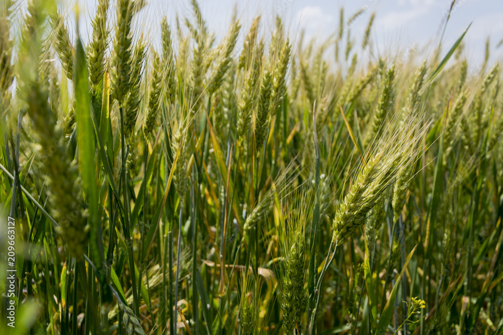 Field of ripening grain, barley, rye or wheat in the summer against the cloudy sky. Agriculture.Ukraine Field of ripening grain, barley, rye or wheat in the summer against the cloudy sky. Agriculture.Ukraine