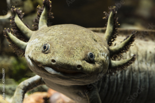 Looking and smiling axolotl.