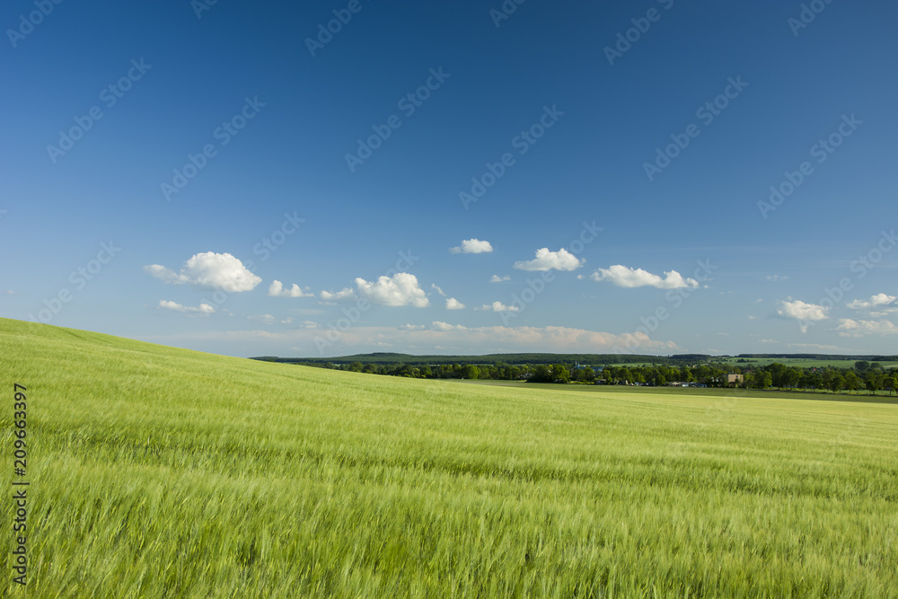 Barley field on a hill and forest on a horizon Barley field on a hill and forest on a horizon