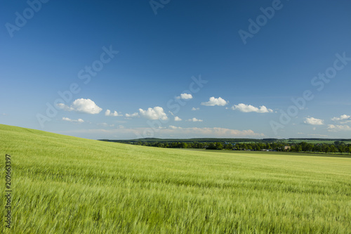 Barley field on a hill and forest on a horizon