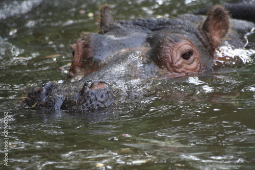 Hippopotame immergé 