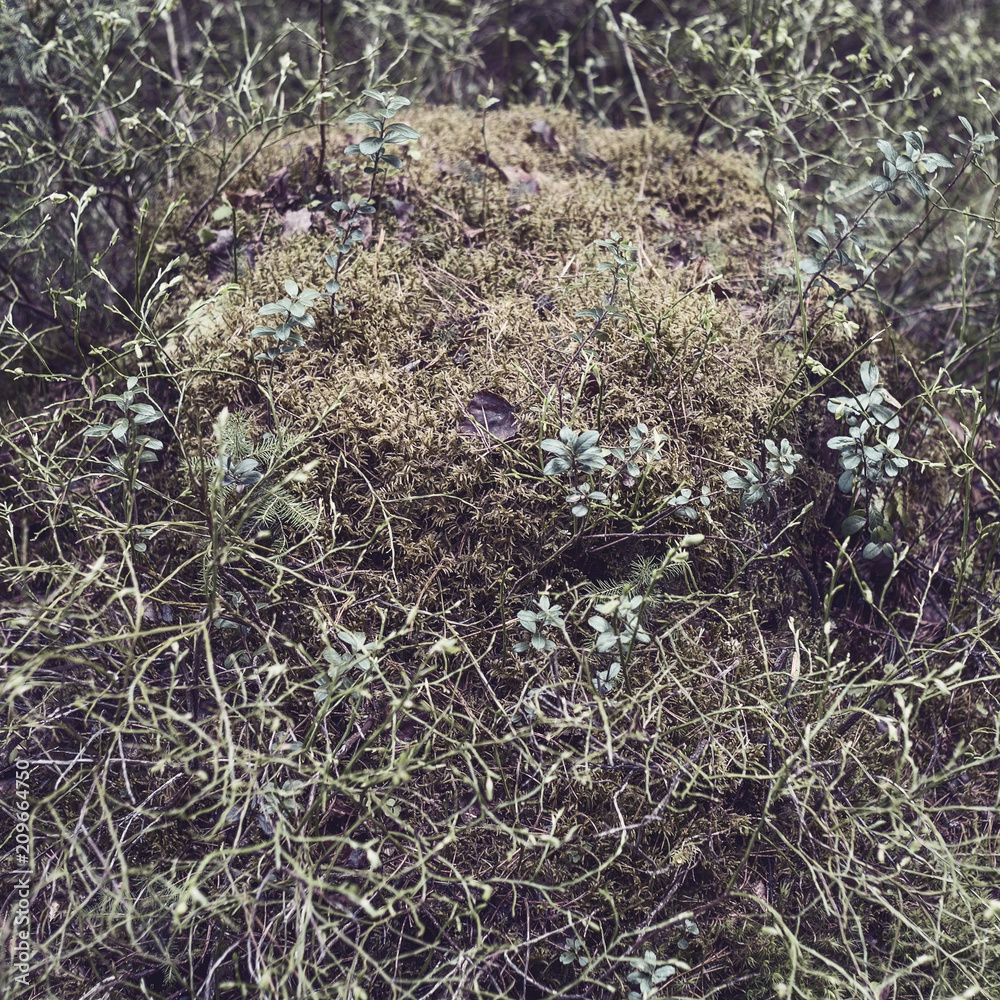 Forest moss and lichen on a spruce stump. Bushes of cranberries and different branches in the forest. Forest moss and lichen on a spruce stump. Bushes of cranberries and different branches in the forest.
