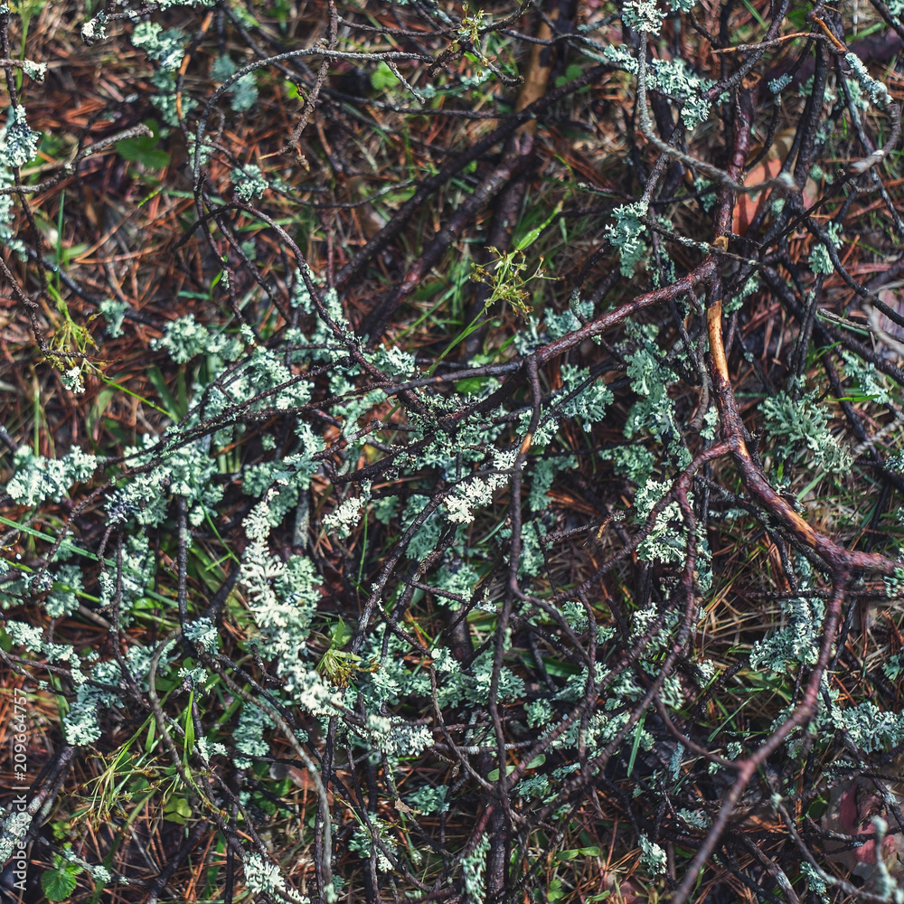 Forest moss and lichen on a spruce stump. Bushes of cranberries and different branches in the forest. Forest moss and lichen on a spruce stump. Bushes of cranberries and different branches in the forest.