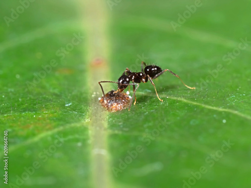 Tiny Black Garden Ant with Scale Insect on Green Leaf © backiris