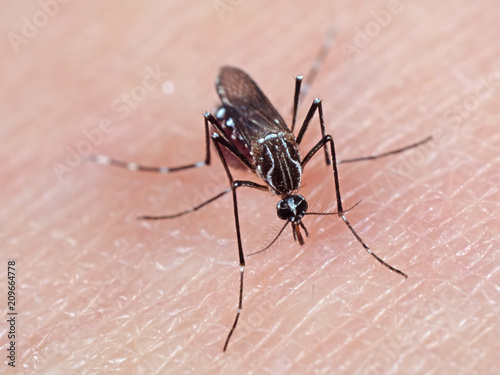 Macro Photo of Mosquito Sucking Blood on Human Skin © backiris