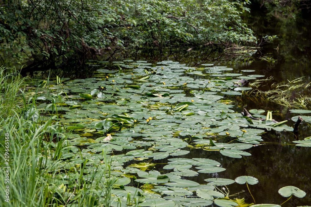 Quiet life by the shore of the forest river Quiet life by the shore of the forest river