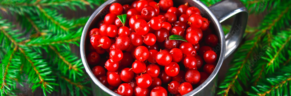 Cowberry, foxberry, cranberry, lingonberry in an aluminum mug on a brown wooden table. Surrounded by fir branches.. Banner Cowberry, foxberry, cranberry, lingonberry in an aluminum mug on a brown wooden table. Surrounded by fir branches.. Banner