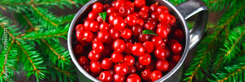 Cowberry, foxberry, cranberry, lingonberry in an aluminum mug on a brown wooden table. Surrounded by fir branches.. Banner
