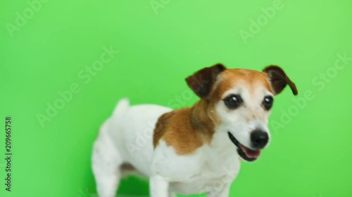 Active energetic dog portrait. comes and goes twice. licking.Video footage. Green chroma key background. Lovely white Jack Russell terrier dog. Cute animals theme photo