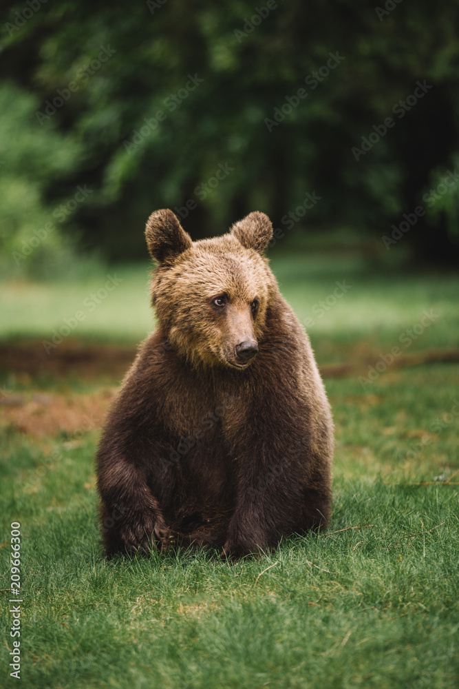 Fototapeta premium Wild young brown bear portrait