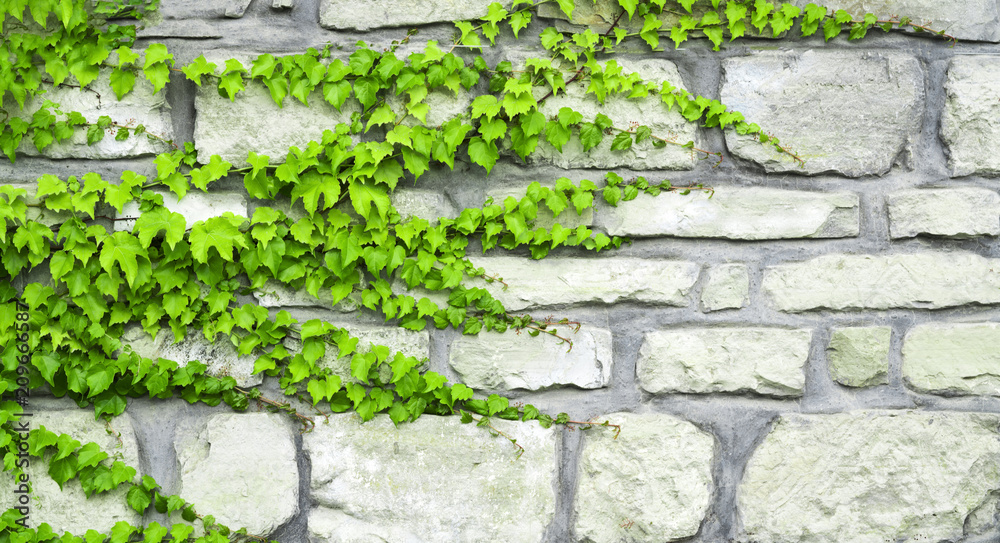 The green ivy curls on a stone wall - obrazy, fototapety, plakaty 