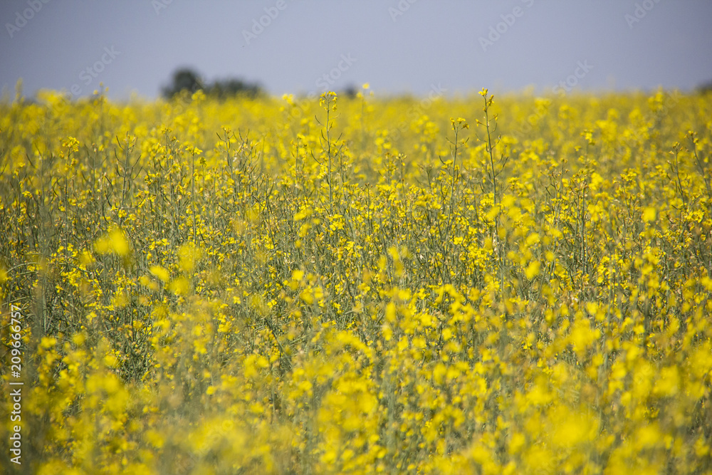 Rapeseed field. Background of rape blossoms. Flowering rape on the field. sunny summer day. Rapeseed field. Background of rape blossoms. Flowering rape on the field. sunny summer day.