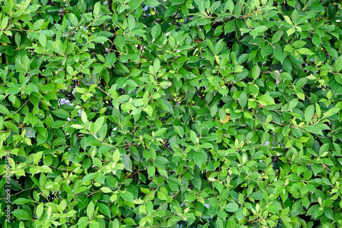 green ivy bush wall in garden