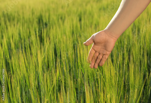 Man touching wheat spikelets in green field