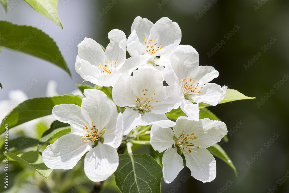 Branch of a blossoming Apple tree with white flowers