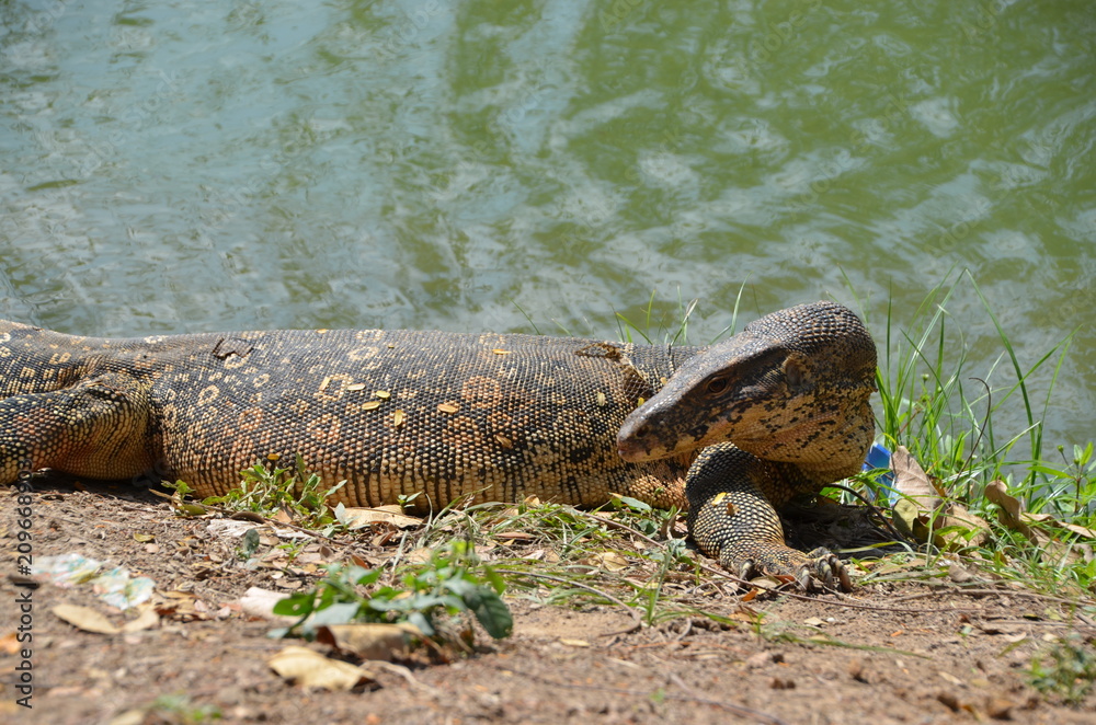 Obraz premium Monitor lizard Varanus asia