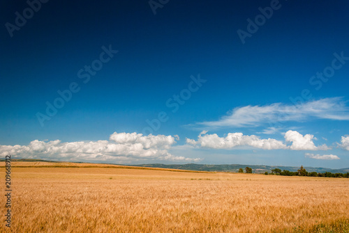 Sardegna, campo di grano maturo photo