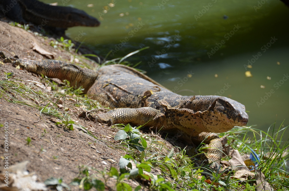 Naklejka premium Monitor lizard Varanus asia