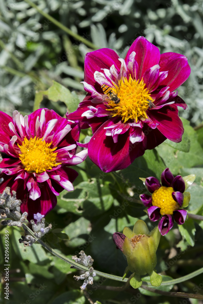 Dahlias in the Garden Dahlias in the Garden
