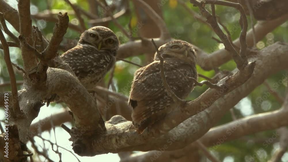 Pair of owlet. Spotted owlet birds perching on branch at sunset looking at photographer ,4K video low angle view. Pair of owlet. Spotted owlet birds perching on branch at sunset looking at photographer ,4K video low angle view.