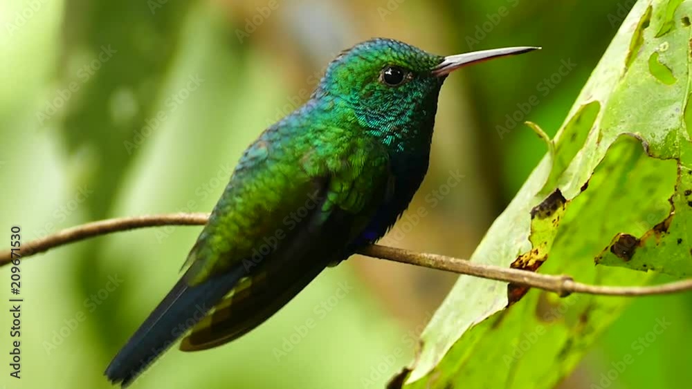 Perfectly lit shot of small bird in the jungle with leaves and branches Perfectly lit shot of small bird in the jungle with leaves and branches