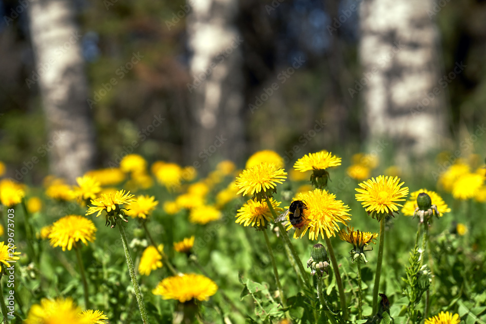 Obraz premium Blossoming dandelians with bumblebees with birch trees on the background