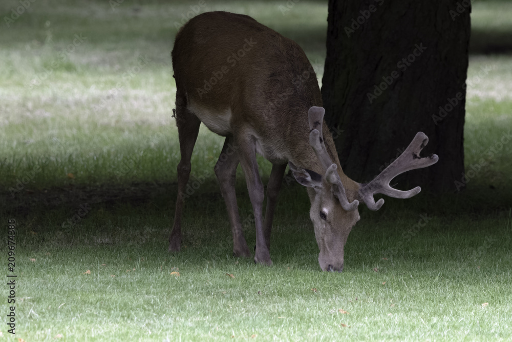Wild male red deer in London, United Kingdom Wild male red deer in London, United Kingdom