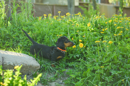 Happy puppy play with man in the nature

 photo