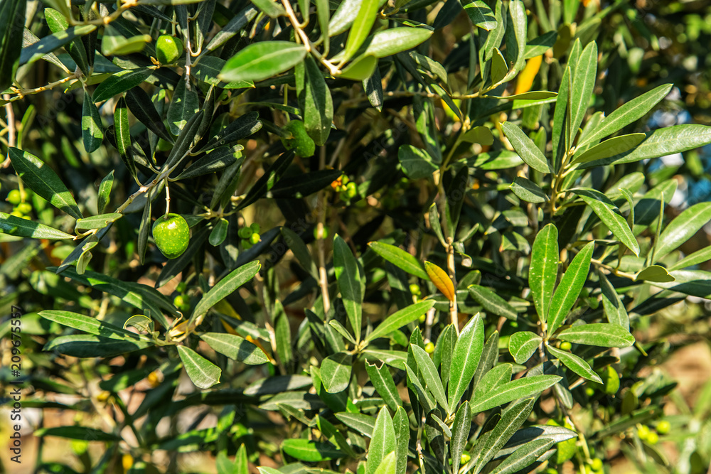 Green olives on a tree.