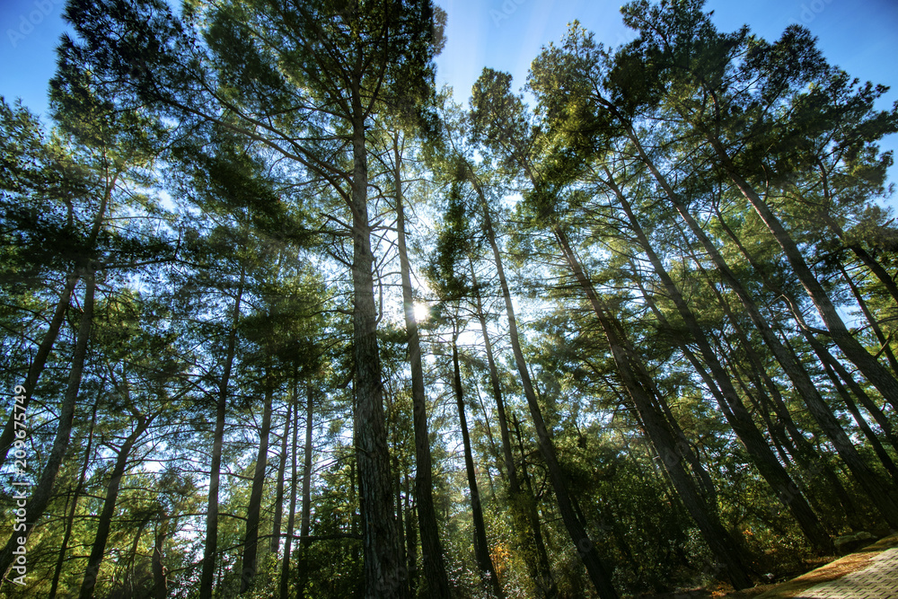 Fototapeta premium forest, tree, nature, trees, green, pine, sky, landscape, wood,