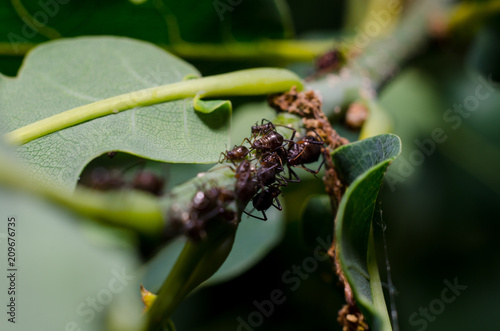 Aphids on a branch.