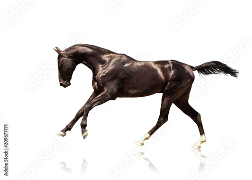 Black Akhalteke horse with two white hind legs and blue eyes runs gallop isolated on the white background © ashva