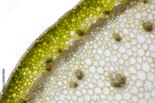 Microscopic view of Bearded iris (Iris x germanica) plant stem cross section