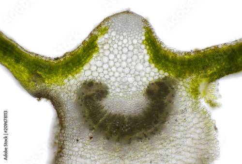Microscopic view of Mallow (Malva sp.) leaf cross section