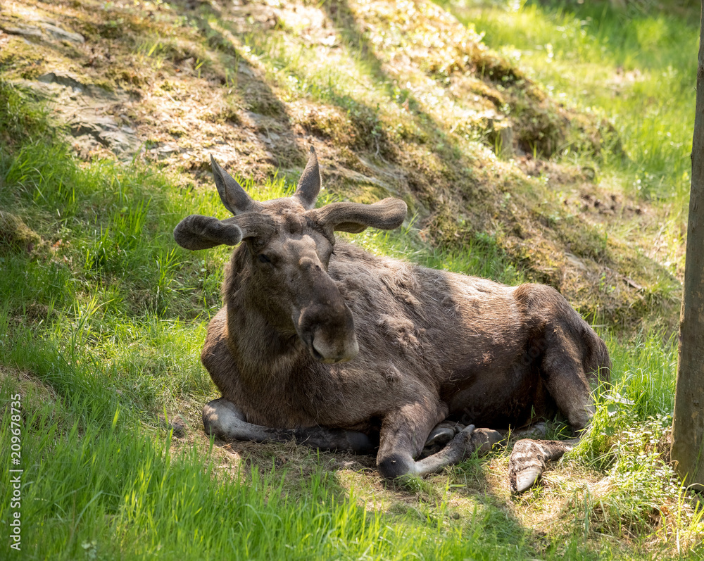 Moose or European elk, Alces alces, bull with antlers and velvet skin lying down in the grass in the forest in Kristiansand Dyrepark, a zoo in Kristiansand, Norway Moose or European elk, Alces alces, bull with antlers and velvet skin lying down in the grass in the forest in Kristiansand Dyrepark, a zoo in Kristiansand, Norway