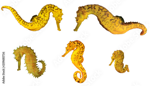Yellow Seahorses collection isolated on white background 