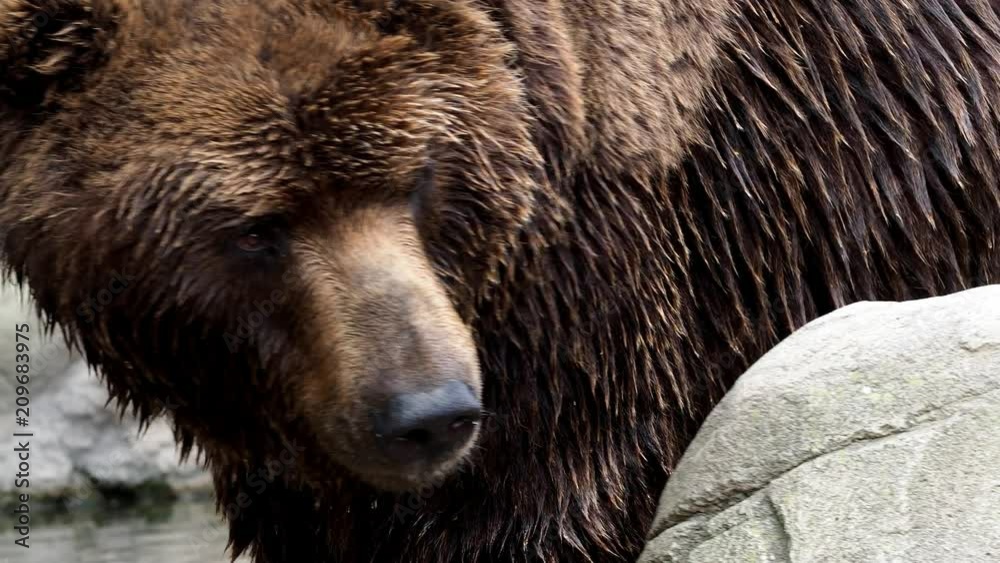 Big brown bear (Ursus arctos beringianus). Kamchatka brown bear. Big brown bear (Ursus arctos beringianus). Kamchatka brown bear.