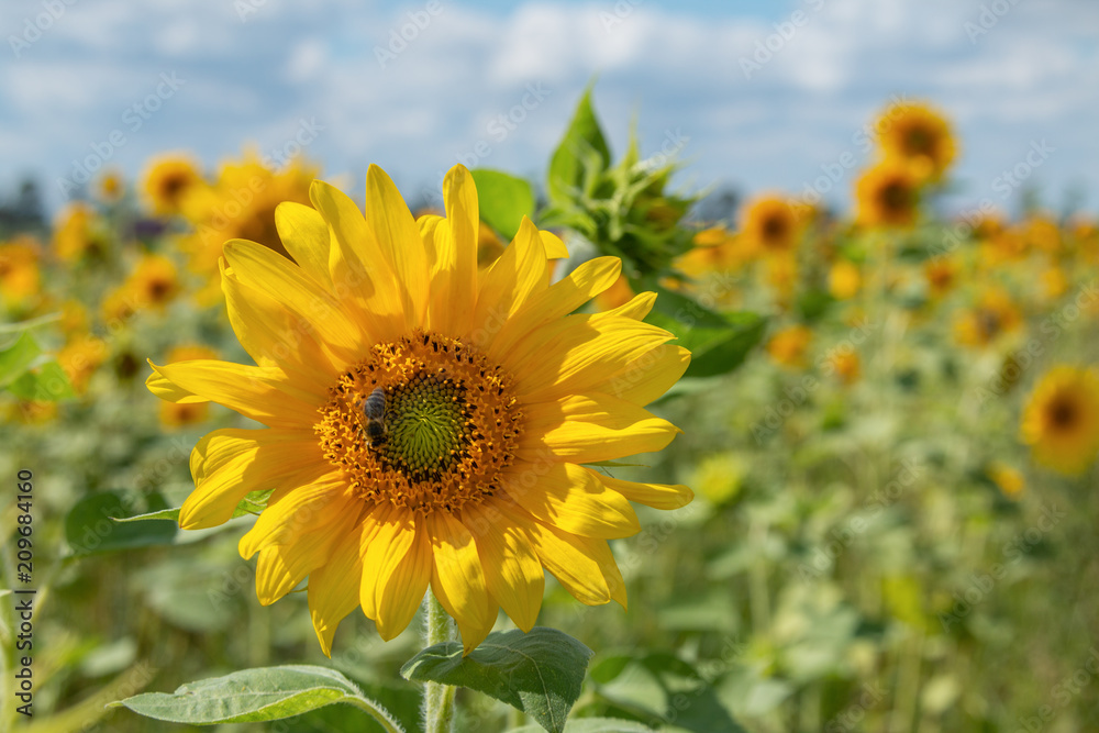 Sunflower in the rays of the sun.In the background a field of sunflowers and a clear sky. A beautiful, joyful, sunny day.