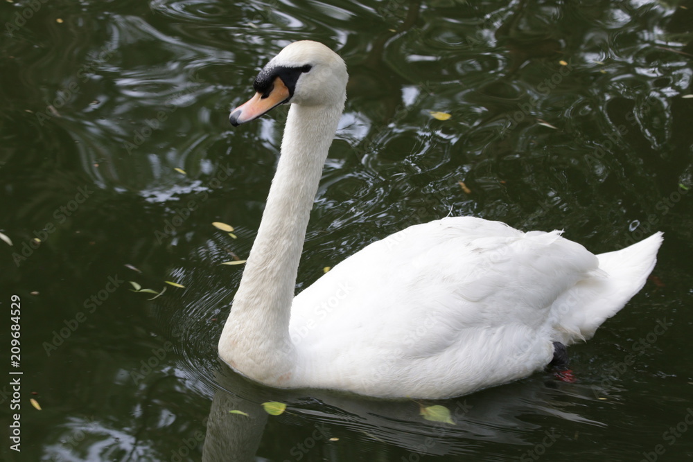 Naklejka premium swan on the lake