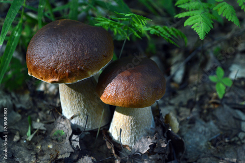 Forest mushrooms, sunlit