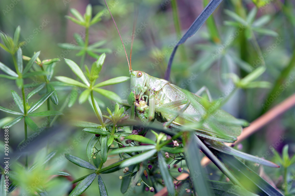 Fototapeta premium In the grass Grasshopper sat. Green insect with thin paws and mustache