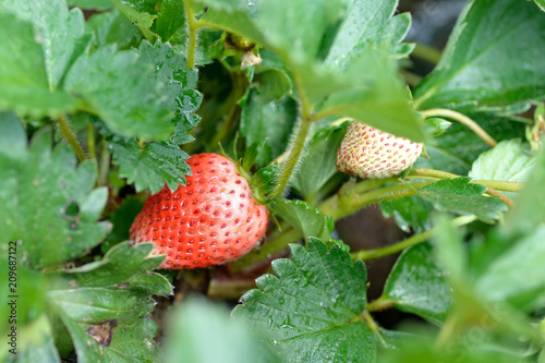 Strawberry flower in farm